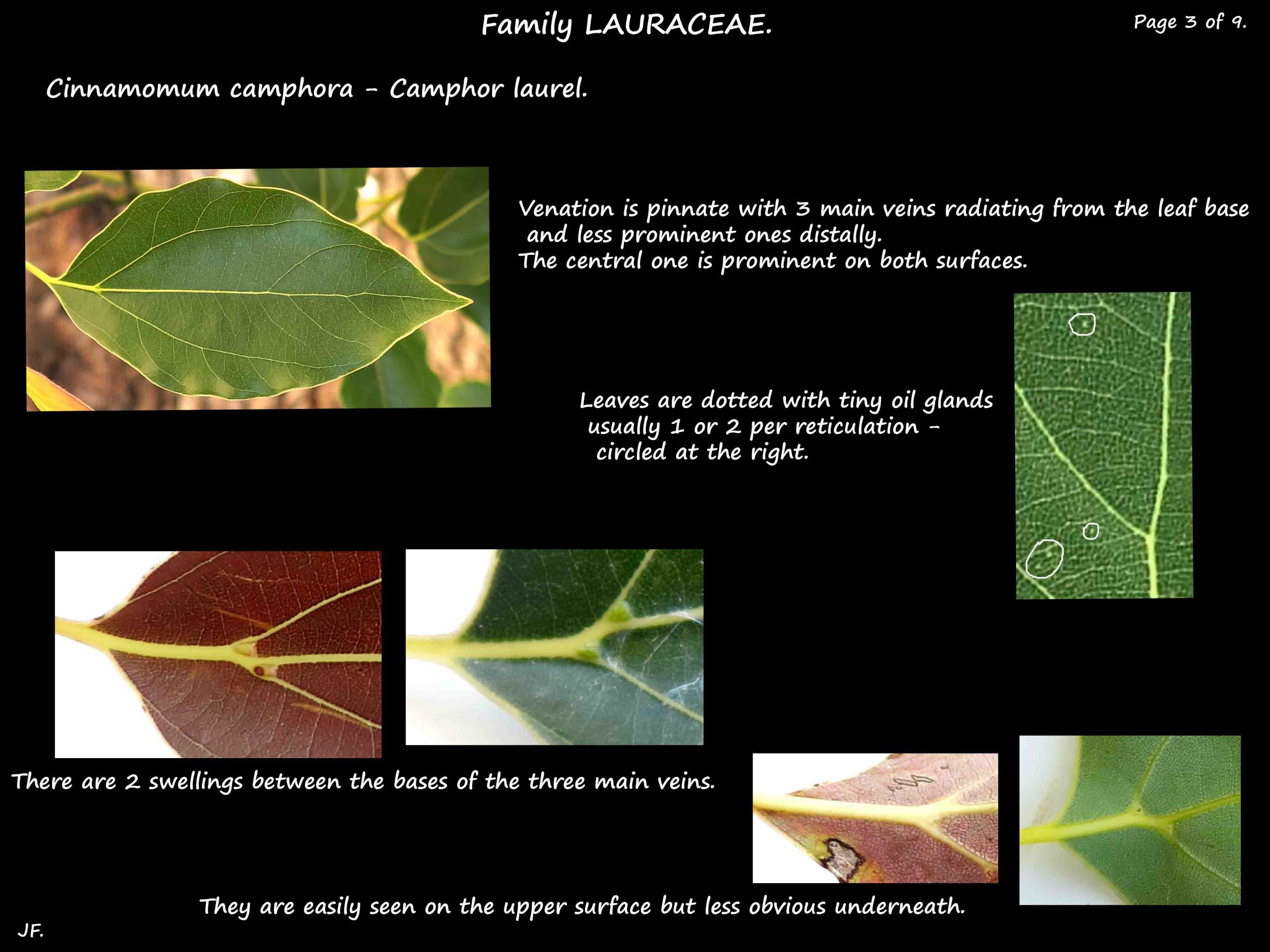 3 Oil glands on Cinnamomum leaves